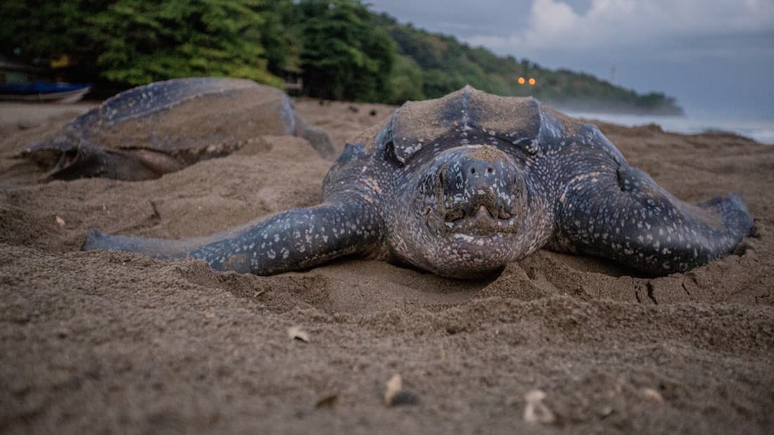 Grande Riviere Nature Tour Guide Association Turtle Watching